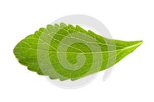 Stevia leaf photo