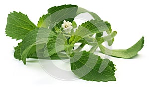 Stevia leaves with flower