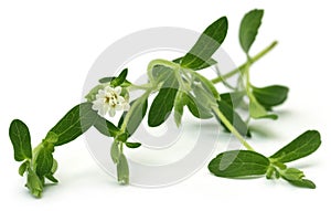 Stevia leaves with flower photo