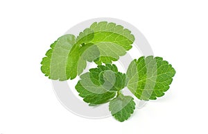 Stevia leaves isolated