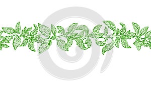 Stevia leaves seamless border. Vector green plant photo