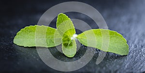 Stevia leaves (selective focus)