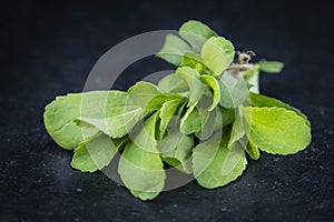 Stevia leaves (selective focus)