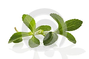 Stevia leaves on white.