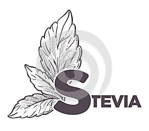 Stevia natural sweetener, leaf put in drink cup vector.