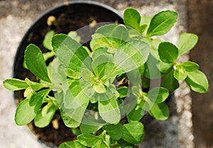 Stevia Plant