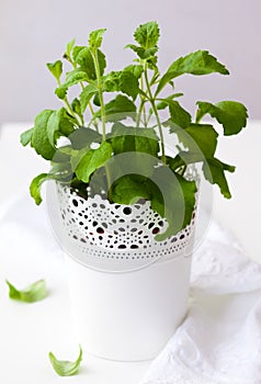 Stevia plant