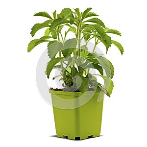 Stevia plant into a bucklet photo