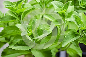 Stevia Plant