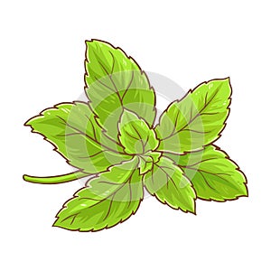 Stevia Plant Colored Detailed Illustration