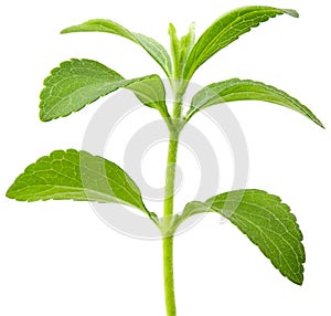 Stevia plant cutout photo