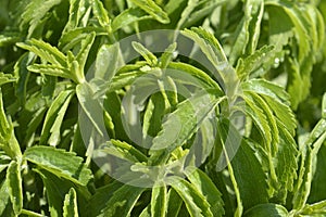 Stevia plant photo