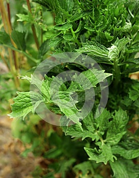 Stevia plant growing