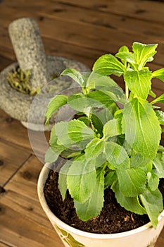 Stevia plant in pot photo