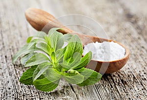 Stevia plant with powder photo