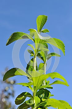 Stevia Plant photo
