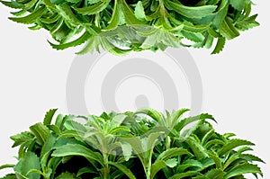 Stevia plant on white background. sweet leaf sugar substitute.Stevia rebaudiana. Dietary natural sweetener