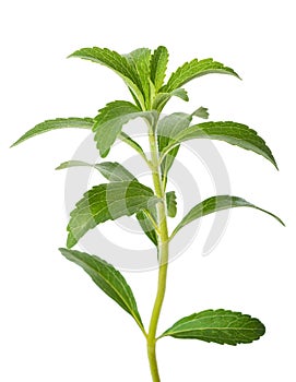 Stevia rebaudiana