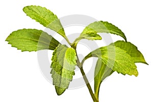 Stevia rebaudiana