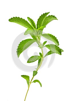 Stevia rebaudiana photo