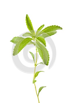 Stevia rebaudiana