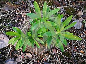 Stevia rebaudiana