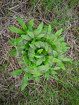 Stevia rebaudiana