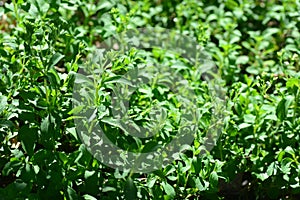 Stevia rebaudiana Bertoni