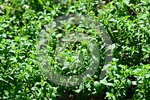 Stevia rebaudiana Bertoni