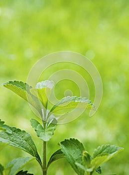 Stevia rebaudiana branch
