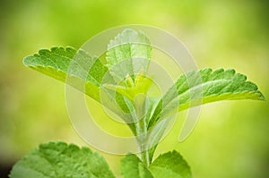 Stevia rebaudiana branch photo