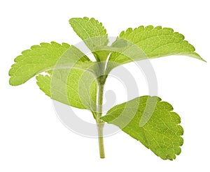 Stevia rebaudiana branch
