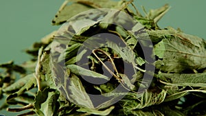 Stevia rebaudiana. dry stevia leaves on bright green background.Organic natural sweetener. .Stevioside Sweetener.Stevia