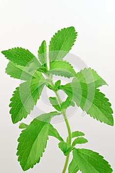 Stevia rebaudiana, with fresh, green leafs