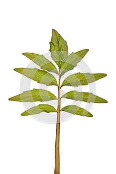 Stevia rebaudiana green leaf