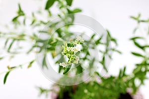 Stevia rebaudiana, herb, blossom