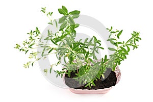 Stevia rebaudiana, herb, blossom, white background