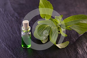 Stevia rebaudiana herb essence