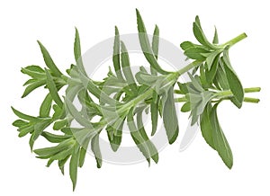 Stevia rebaudiana isolated