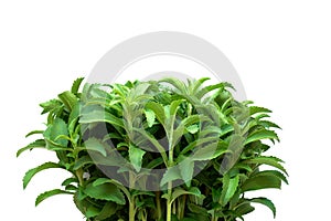 Stevia rebaudiana isolated on white background. sweet leaf sugar substitute.Dietary natural sweetener .stevia fresh twig