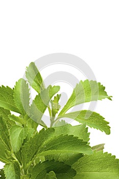 Stevia rebaudiana leaves