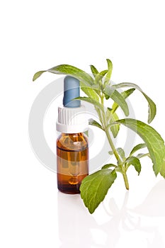 Stevia rebaudiana liquid as sweetener