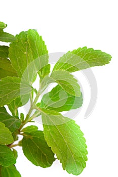Stevia Rebaudiana - natural sweetener