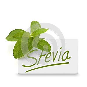 Stevia rebaudiana over white