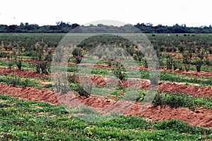 Stevia rebaudiana, plant fiel salta argentina