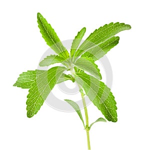 Stevia rebaudiana sprig photo