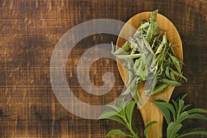 Stevia rebaudiana.Stevia green twig into in dry stevia leaves in a wooden spoon on a wooden background.Stevioside