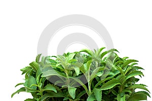 Stevia rebaudiana.Stevia plant isolated on white background. sweet leaf sugar substitute.Dietary natural sweetener
