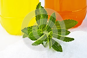 Stevia rebaudiana, support for sugar