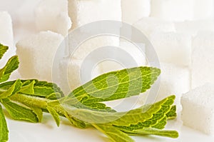 Stevia rebaudiana, support for sugar